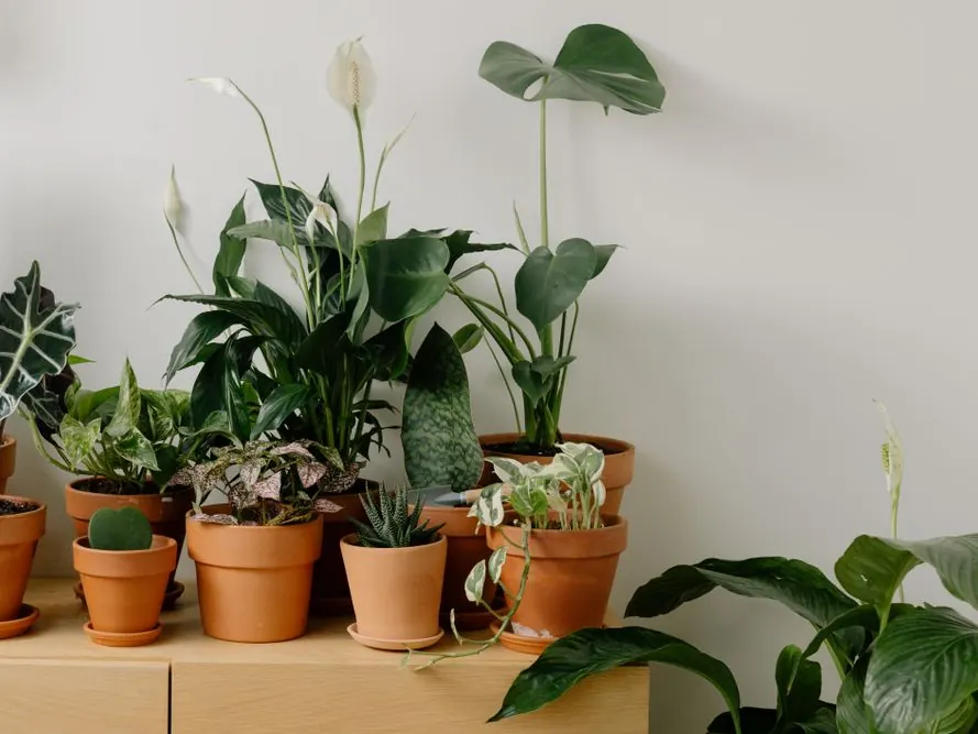Plantas en macetas de barro sobre un estante