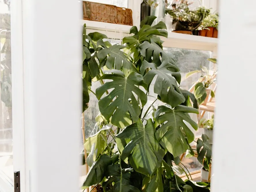 Monstera en una maceta junto a una ventana